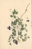 <i>C. viticella</i> L. clematis photo