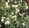 White Skyliner rose photo