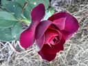 Great News rose photo