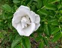 White Pavement rose photo