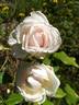 Madame J.-P. Soupert rose photo