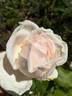 Madame J.-P. Soupert rose photo