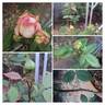 Tipsy Imperial Concubine rose photo