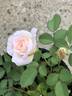 NAWGALF1 rose photo