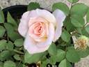 NAWGALF1 rose photo