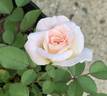 NAWGALF1 rose photo
