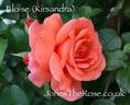 Kirsandra rose photo
