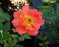Contempo rose photo