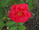 Contempo rose photo