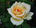 Golden Freelander rose photo