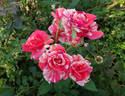 Philatelie rose photo