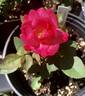ATZ29PDKOPPext rose photo