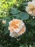 William Allen Richardson rose photo
