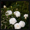 White Gold rose photo