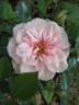 Letizia Rosa rose photo