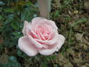 Letizia Rosa rose photo