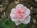 Letizia Rosa rose photo