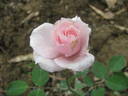 Letizia Rosa rose photo