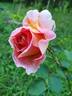 Madame Hélène Parmentier rose photo
