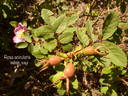 <i>Rosa acicularis</i> subsp. <i>sayi</i> rose photo