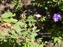 <i>Rosa acicularis</i> subsp. <i>sayi</i> rose photo