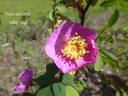 <i>Rosa acicularis</i> subsp. <i>sayi</i> rose photo