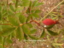 <i>Rosa acicularis</i> subsp. <i>sayi</i> rose photo