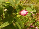 <i>Rosa acicularis</i> subsp. <i>sayi</i> rose photo