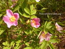 <i>Rosa acicularis</i> subsp. <i>sayi</i> rose photo