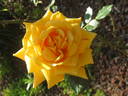 Sole di San Remo rose photo