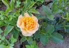 Fleur™ rose photo