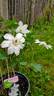 Gladys Picard clematis photo