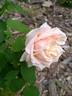 Nardy rose photo