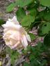 Nardy rose photo