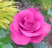 Remembering Michael rose photo