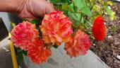 Don Pacello rose photo