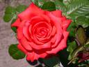 Bolongo Bay rose photo
