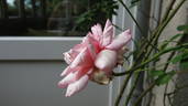 Madame Cunisset-Carnot rose photo