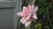 Madame Cunisset-Carnot rose photo