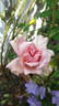 Madame Cunisset-Carnot rose photo