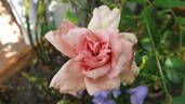 Madame Cunisset-Carnot rose photo