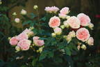 Sophia Romantica rose photo