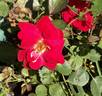 GHCS1 rose photo
