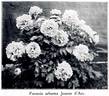 Jeanne d'Arc peony photo