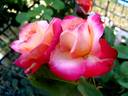 Starion ® rose photo