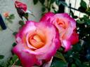 Starion ® rose photo