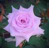 Sweet Moon rose photo