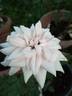 Epoca rose photo