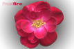 Frostfire rose photo