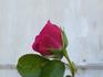 Camden rose photo